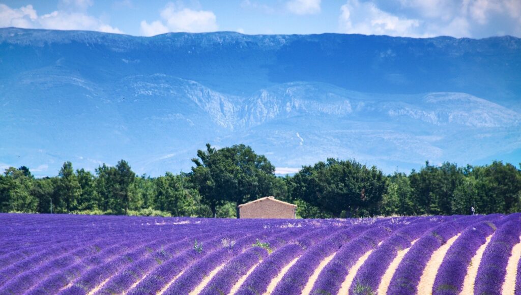 valensole