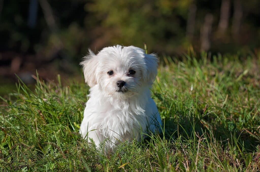 Chien dans un champ d'herbe